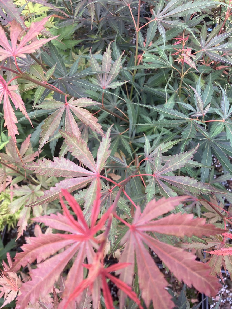 Acer palmatum 'Jerre Schwartz'