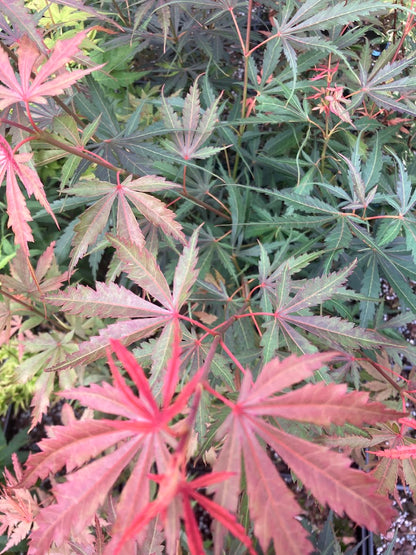 Acer palmatum 'Jerre Schwartz'