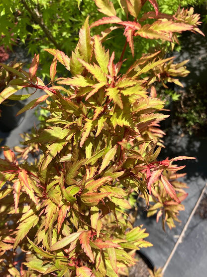 Acer palmatum 'Beni Hagoromo' Red Feather Leaf Japanese Maple