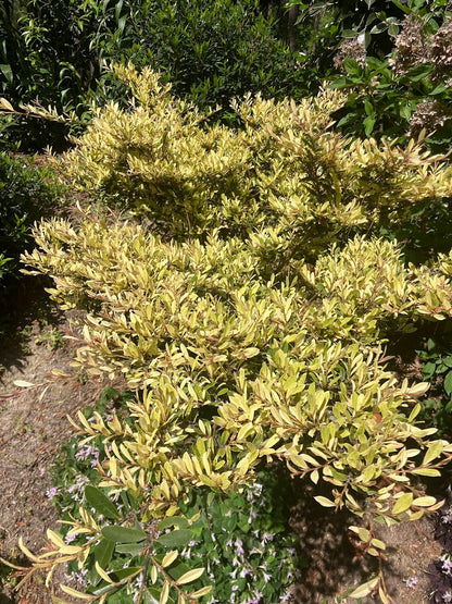 Distylium "Dr. Ishi's Variegated"