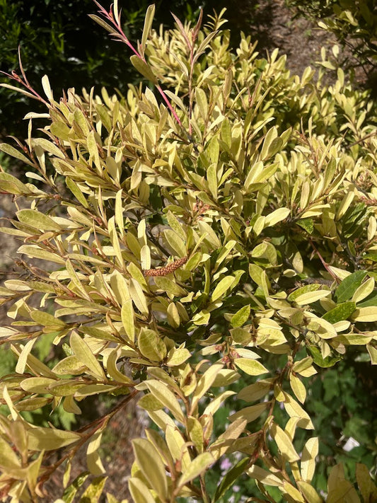 Distylium "Dr. Ishi's Variegated"