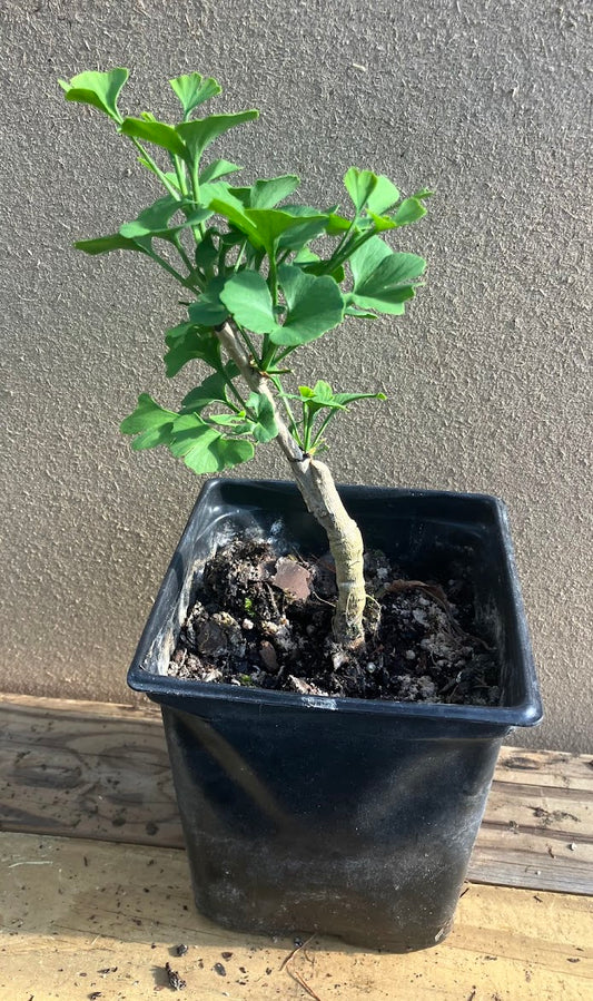 Ginkgo biloba 'Chase Manhattan'