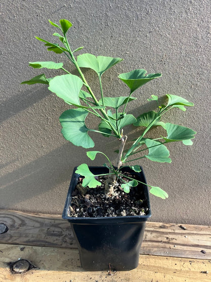 Ginkgo biloba 'Jagged Jade'