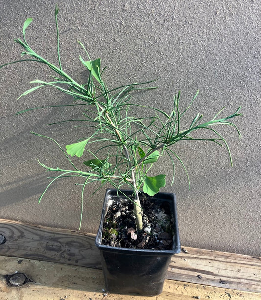 Ginkgo biloba 'Weeping Wonder'