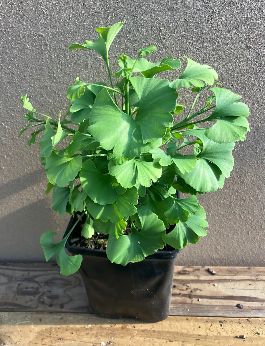 Ginkgo biloba 'Spring Grove' Garden Treasures Nursery