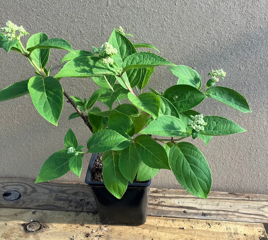 Hydrangea paniculata 'Dharuma'