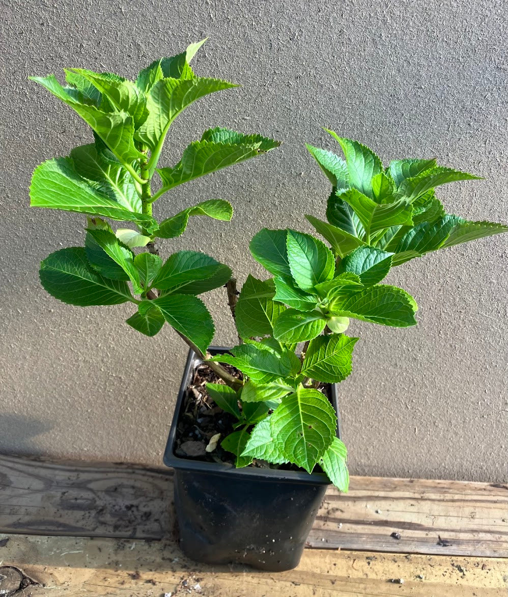 Hydrangea macrophylla 'Rotschwanz' Garden Treasures Nursery