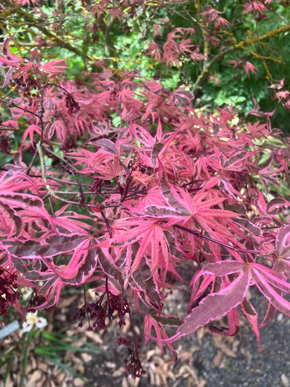 Acer palmatum 'Geisha Gone Wild'