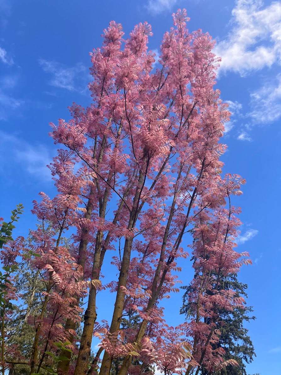 Toona (Cedrela) sinensis 'Flamingo' – Garden Treasures Nursery