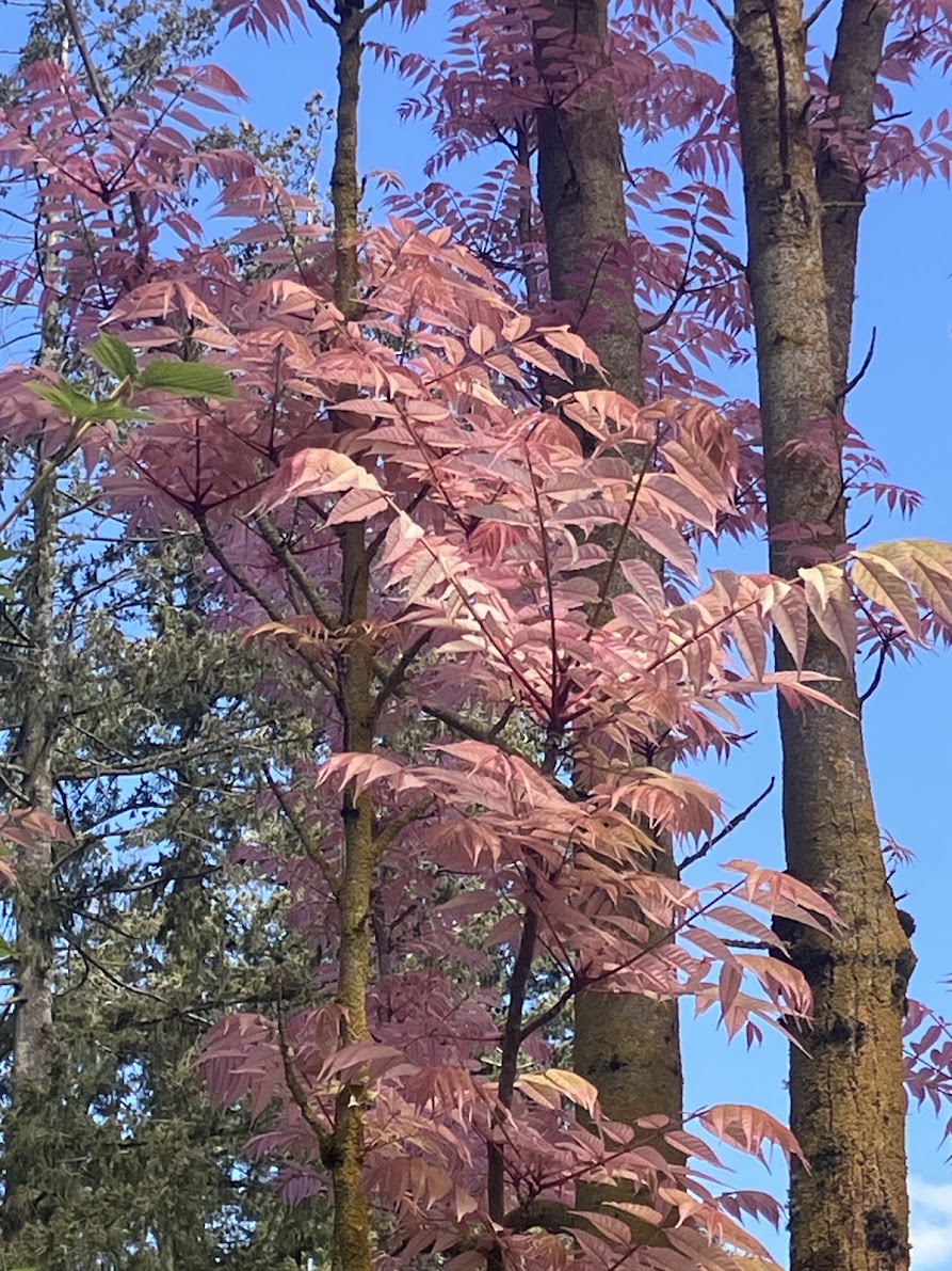 Toona (Cedrela) sinensis 'Flamingo' – Garden Treasures Nursery
