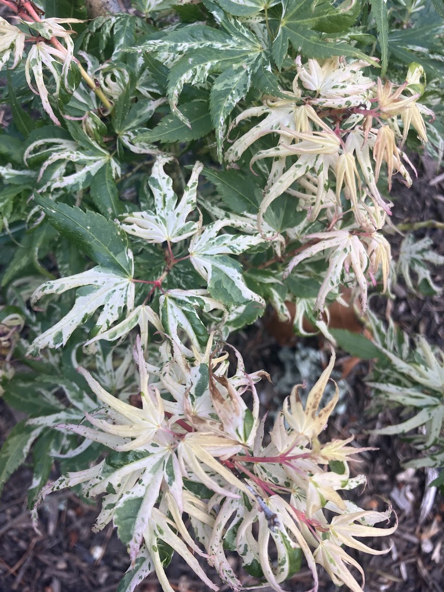 Acer palmatum 'Yuki Yama' (Snow Kitten)