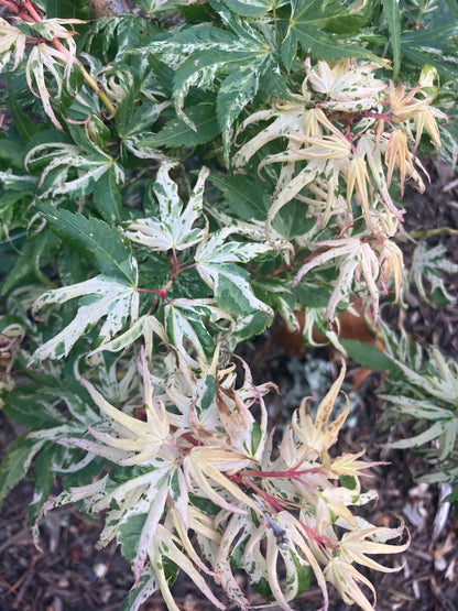 Acer palmatum 'Yuki Yama' (Snow Kitten)