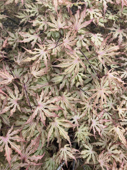 Acer palmatum 'Strawberry Spring'