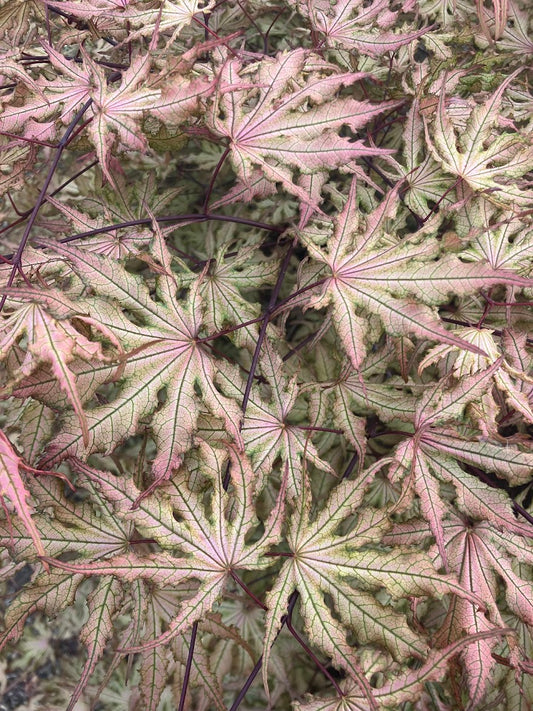 Acer palmatum 'Strawberry Spring'
