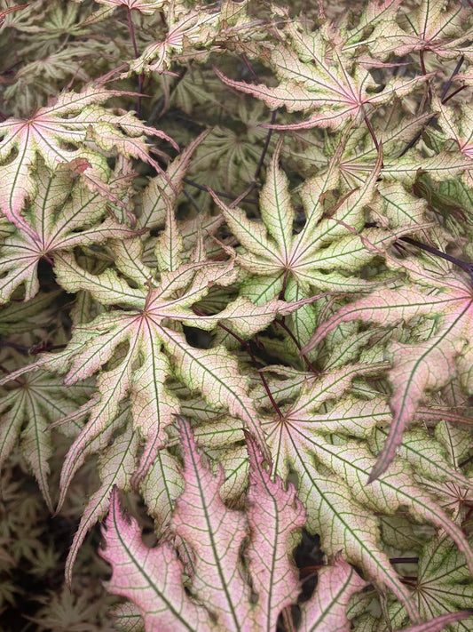 Acer palmatum 'Strawberry Spring'