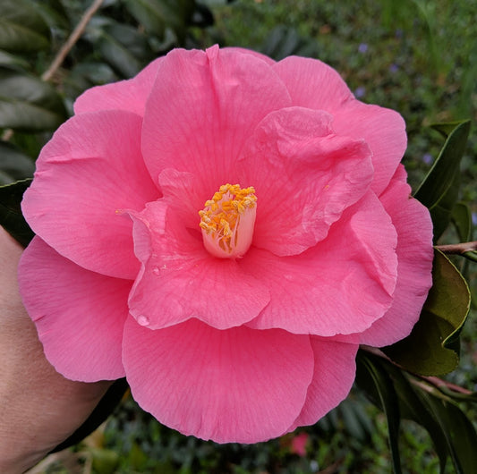 Camellia japonica 'High Wide 'n Handsome'
