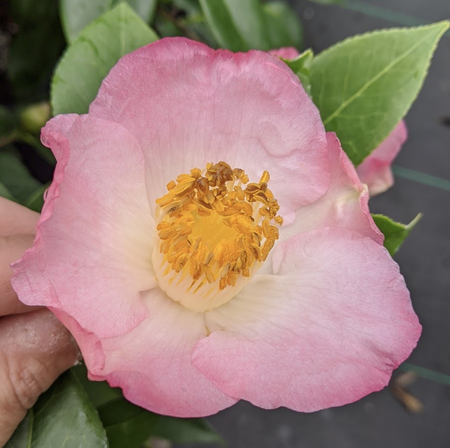 Camellia japonica 'Tama Ikari'