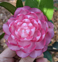 Camellia x williamsii 'Joe Nuccio'