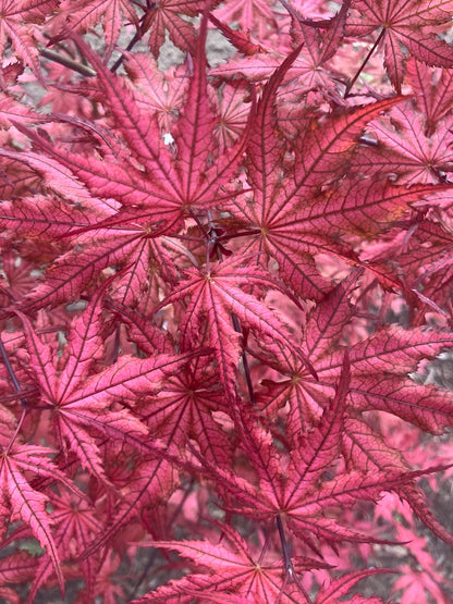 Acer palmatum 'Celebration'