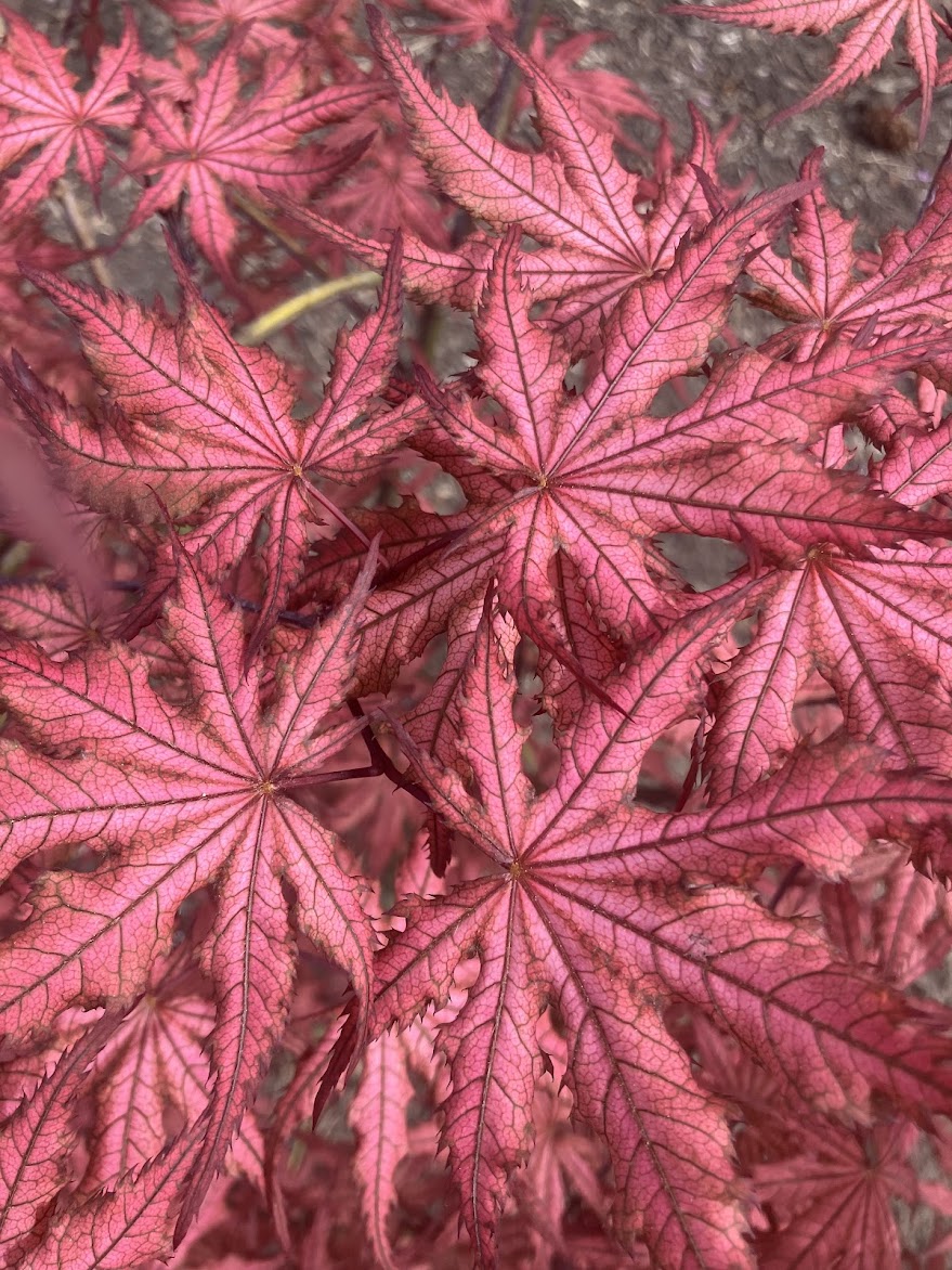 Acer palmatum 'Celebration'