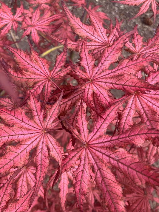 Acer palmatum 'Celebration'
