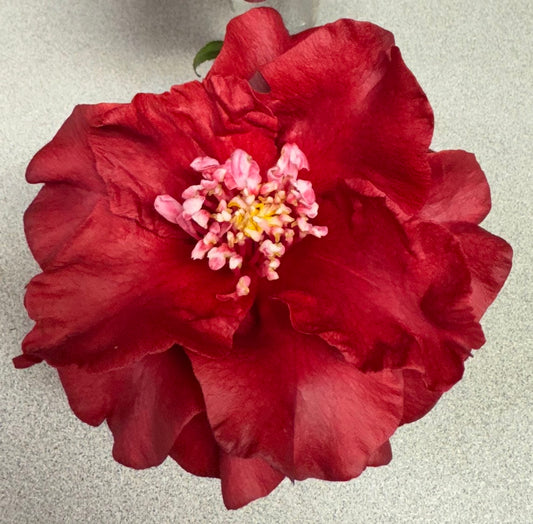 Camellia 'Cherries Royale'