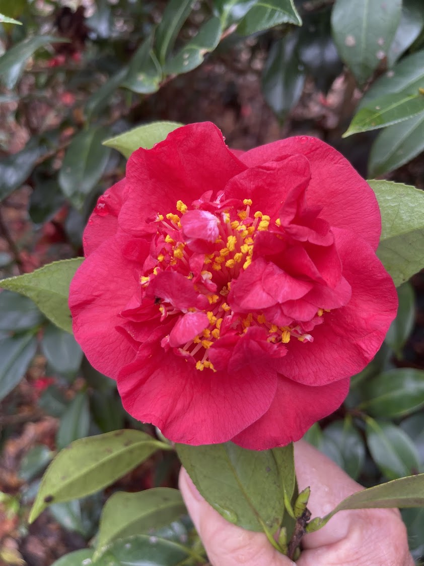 Camellia 'Tod's Dawn Patrol'