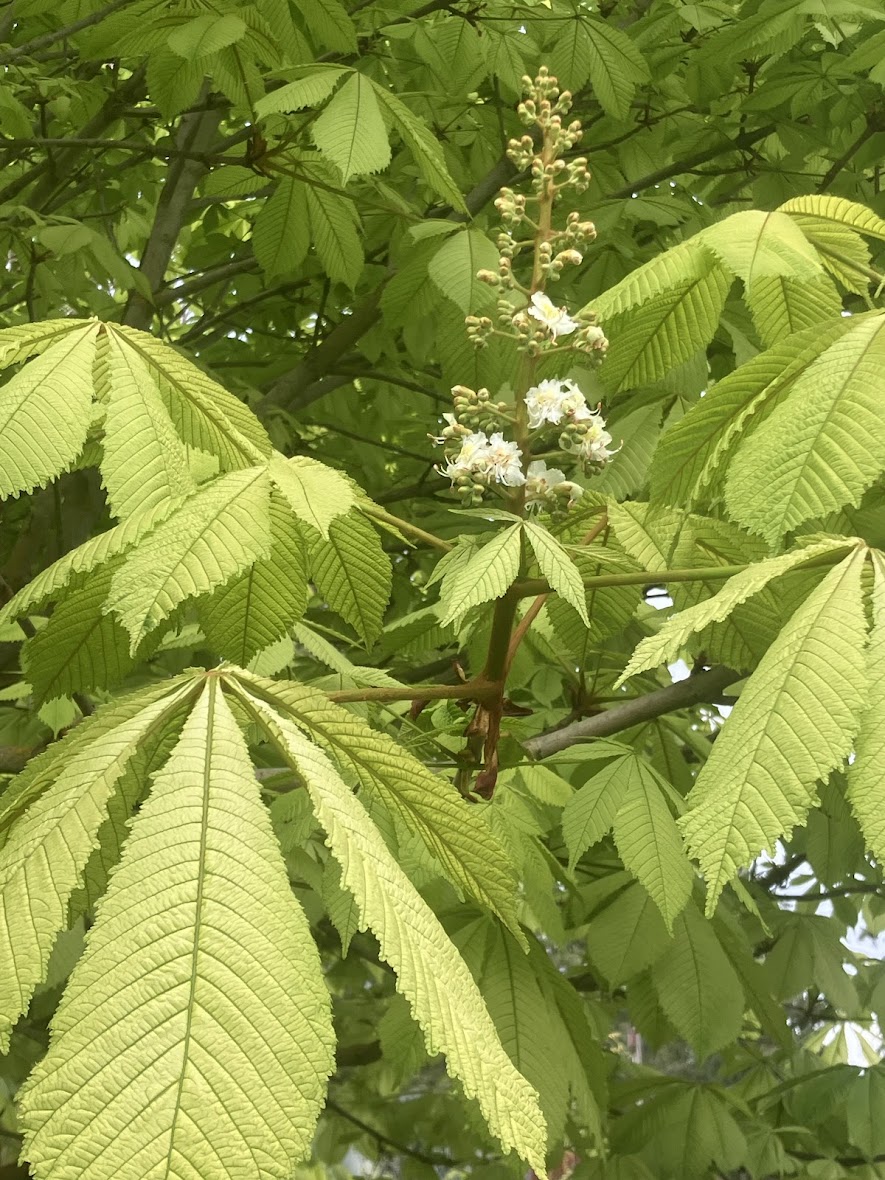 Aesculus hippocastanum 'Wisselink' Horse Chestnut Tree