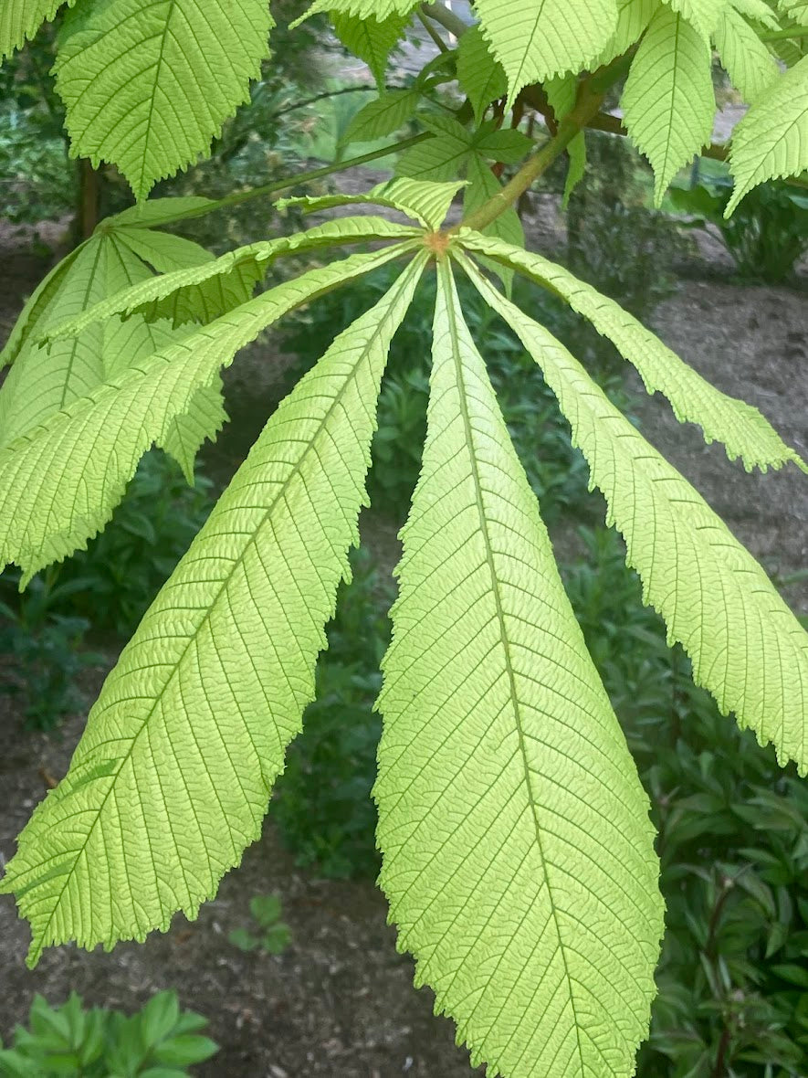 Aesculus hippocastanum 'Wisselink' Horse Chestnut Tree
