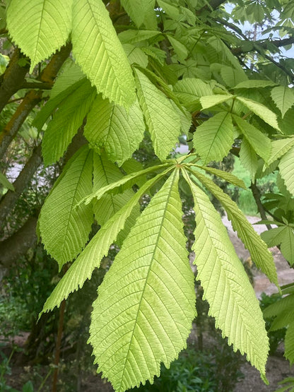 Aesculus hippocastanum 'Wisselink' Horse Chestnut Tree