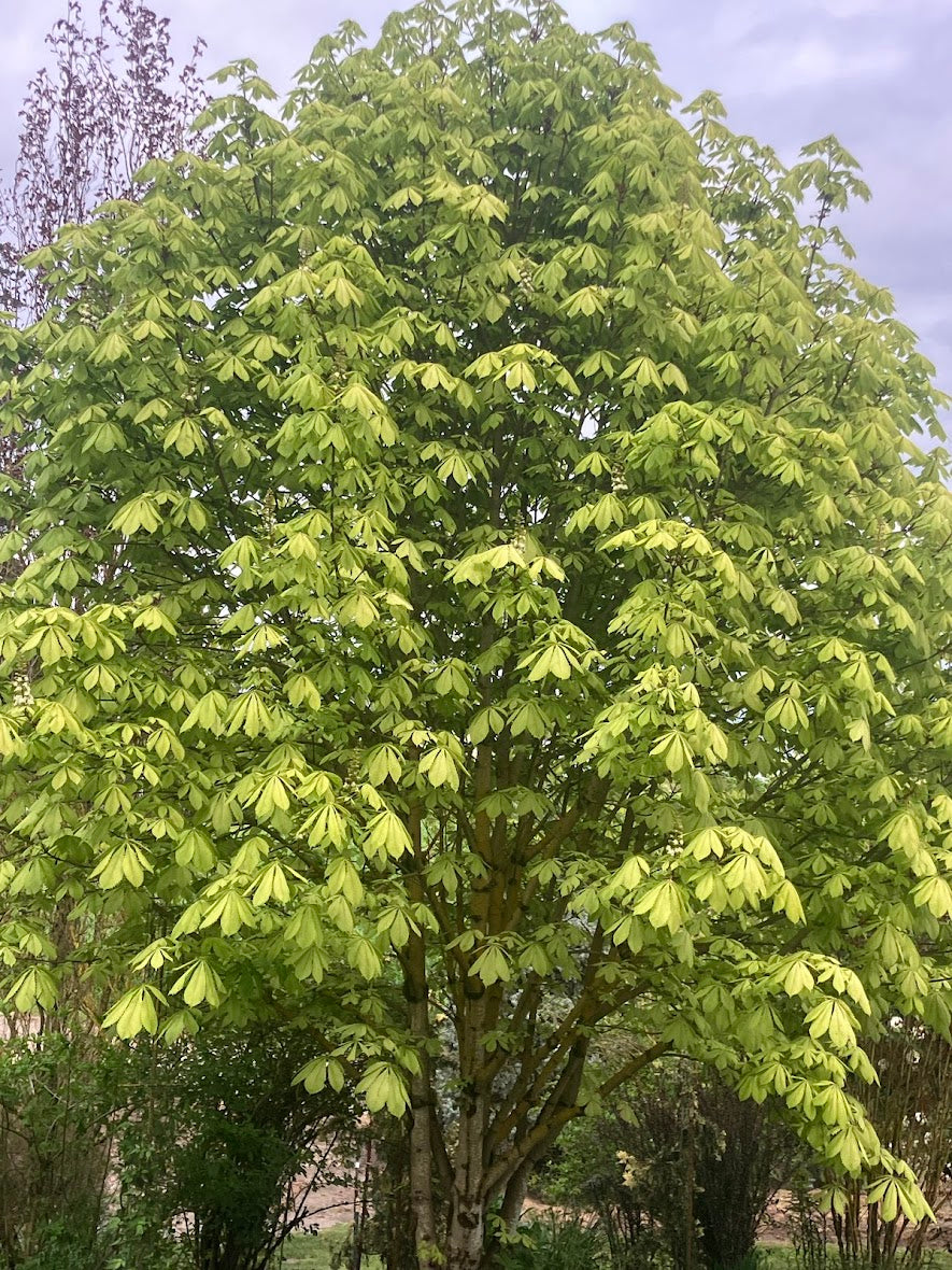 Aesculus hippocastanum 'Wisselink' Horse Chestnut Tree