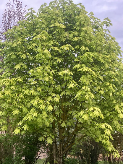 Aesculus hippocastanum 'Wisselink' Horse Chestnut Tree