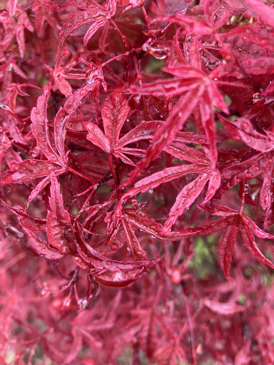 Acer palmatum 'Beni Fusigi'