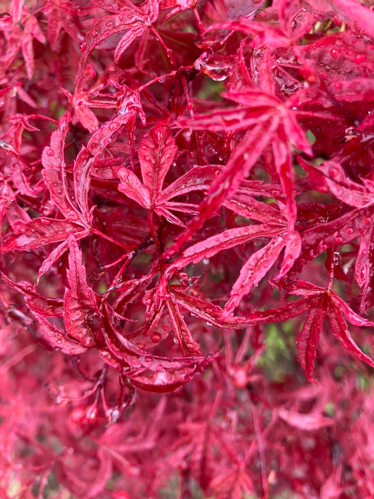 Acer palmatum 'Beni Fusigi'