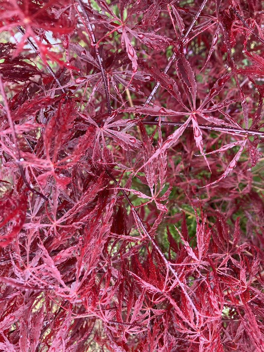 Acer palmatum 'Tamukeyama'