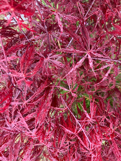 Acer palmatum 'Tamukeyama'