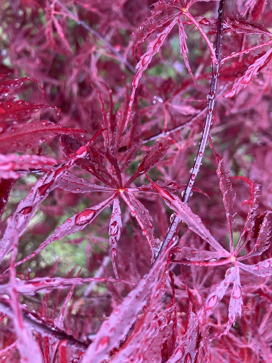 Acer palmatum 'Tamukeyama'
