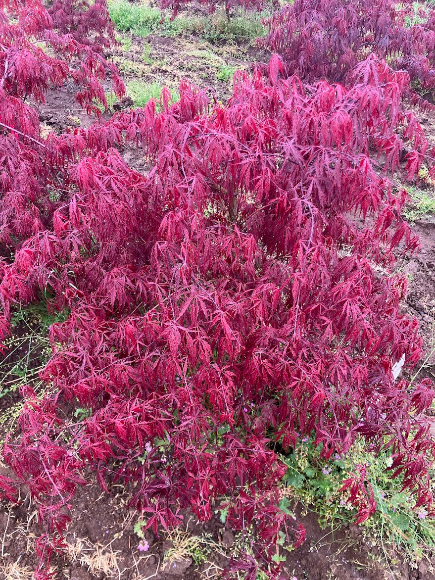 Acer palmatum 'Tamukeyama'