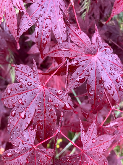 Acer palmatum 'Hefner's Red'