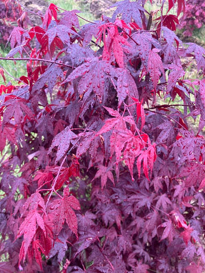 Acer palmatum 'Hefner's Red'