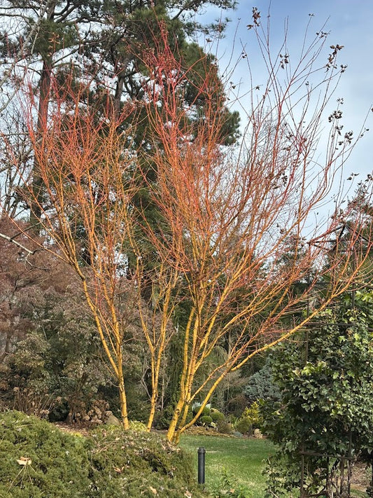 Acer palmatum 'Bihou' Rare Yellow Coral Bark Japanese Maple