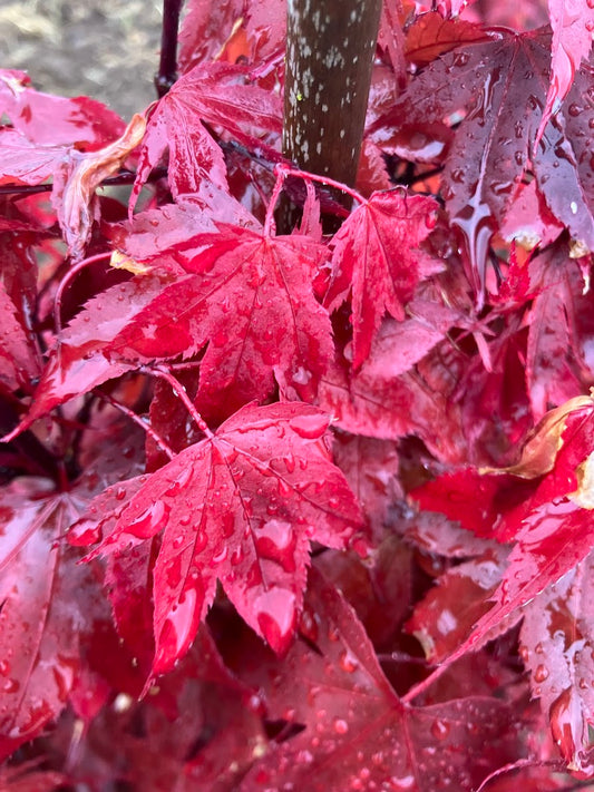 Acer palmatum 'Adrian's Compact'