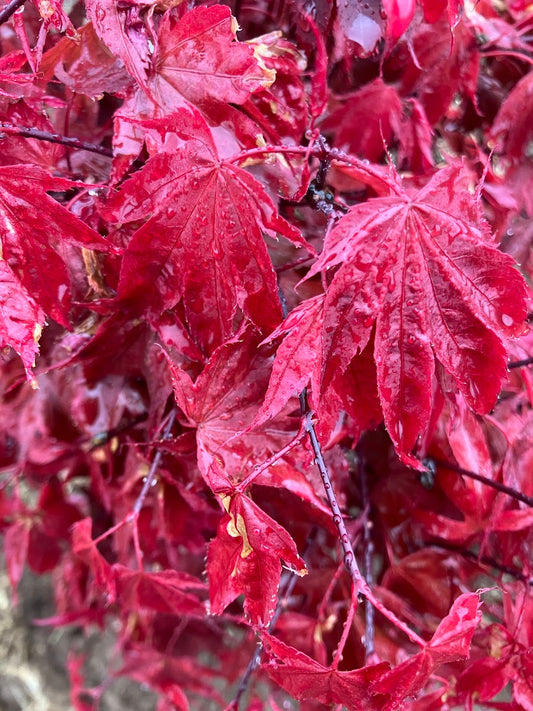 Acer palmatum 'Ruslyn in the Pink'