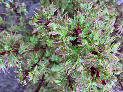 Acer palmatum 'Akita Yatsubusa'