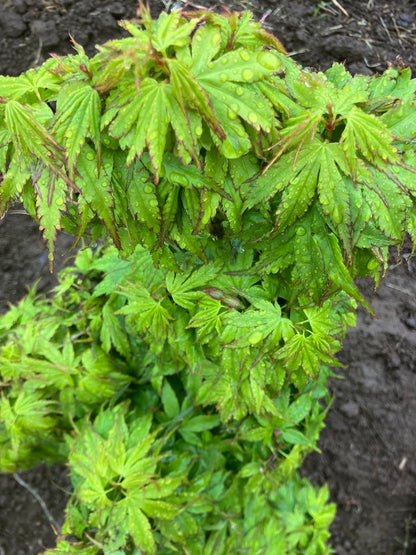 Acer palmatum 'Tattoo'