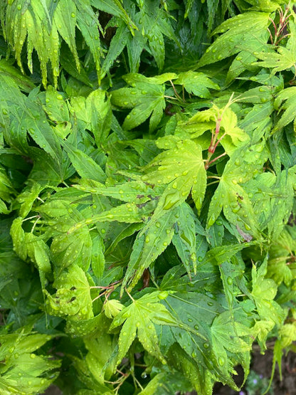 Acer palmatum 'Mikawa Yatsubusa' Dwarf Japanese Maple