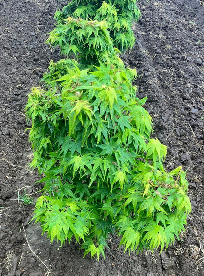 Acer palmatum 'Mikawa Yatsubusa' Dwarf Japanese Maple