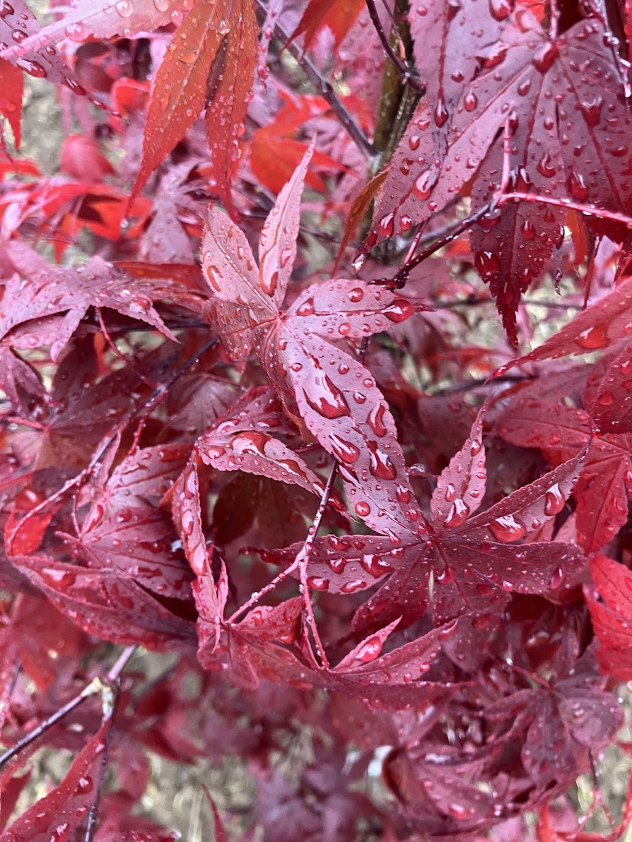 Acer palmatum 'Yubae'