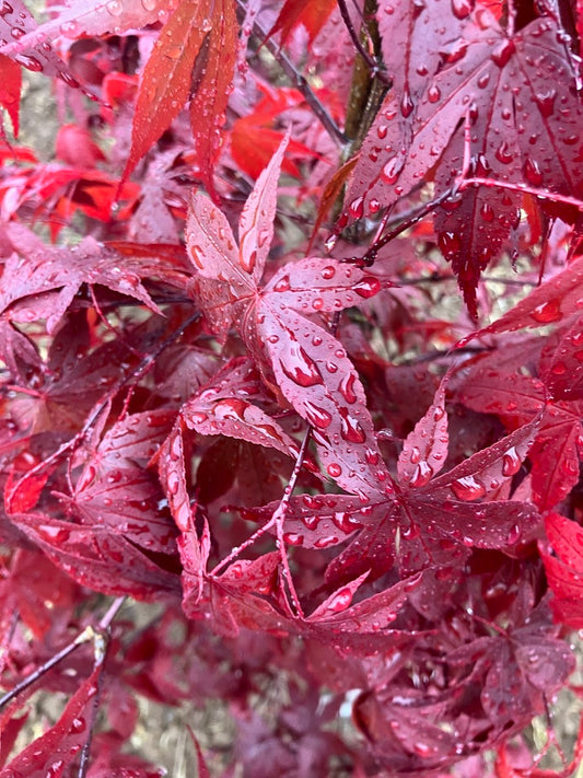 Acer palmatum 'Yubae'