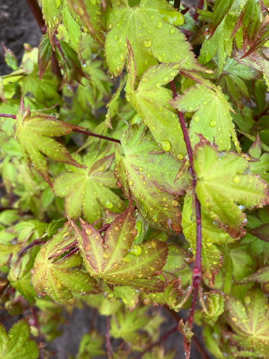 Acer palmatum 'Summer Gold'